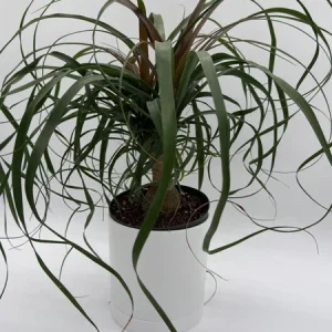 Ponytail Palm Live Plant – 6" Pot – Pet Safe Indoor Houseplant - Image 1