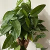 Pothos Cebu Blue Live Plant 4 inch Pot - Fast-Growing Tropical Houseplant - Image 1