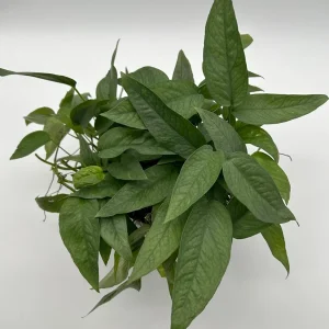 Pothos Cebu Blue Live Plant 4 inch Pot - Fast-Growing Tropical Houseplant - Image 2