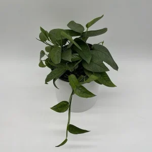Pothos Cebu Blue Live Plant 4 inch Pot - Fast-Growing Tropical Houseplant - Image 3
