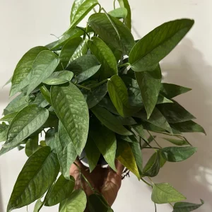 Pothos Cebu Blue Live Plant – 6 inch Pot – Rare Trailing Houseplant – Shimmering Blue-Green Foliage – Indoor - Image 2