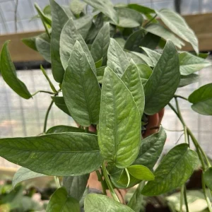 Pothos Cebu Blue Live Plant – 6 inch Pot – Rare Trailing Houseplant – Shimmering Blue-Green Foliage – Indoor - Image 3