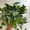 Pothos Cebu Blue Live Plant – 6 inch Pot – Rare Trailing Houseplant – Shimmering Blue-Green Foliage – Indoor - Image 1