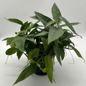 Pothos Cebu Blue Live Plant – 6 inch Pot – Rare Trailing Houseplant – Shimmering Blue-Green Foliage – Indoor - Image 6