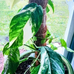 Pothos Epipremnum Pinnatum Albo Variegata Live Plant - White & Green - 3