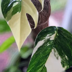 Pothos Epipremnum Pinnatum Albo Variegata Live Plant - White & Green Indoor - Image 1
