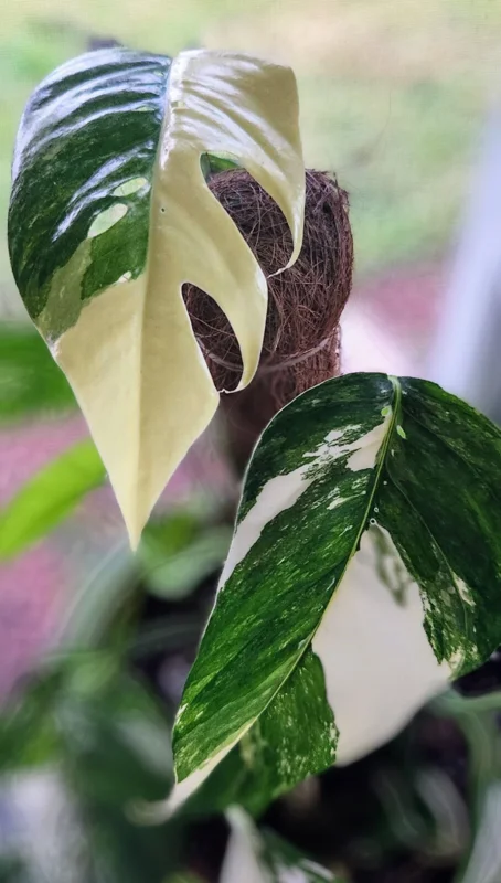 Pothos Epipremnum Pinnatum Albo Variegata Live Plant - White & Green Indoor - Image 1