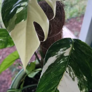 Pothos Epipremnum Pinnatum Albo Variegata Live Plant - White & Green - 3