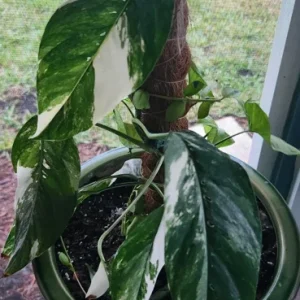 Pothos Epipremnum Pinnatum Albo Variegata Live Plant - White & Green - 3