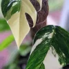 Pothos Epipremnum Pinnatum Albo Variegata Live Plant - White & Green - 3" Pot - Image 1
