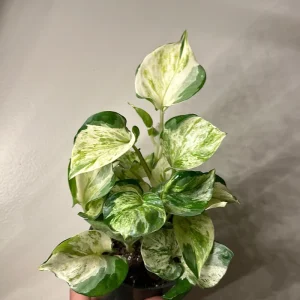 Pothos Manjula Live Plant – 4 inch Pot – Indoor Houseplant - Image 1