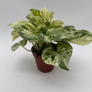 Pothos Manjula Live Plant – 4 inch Pot – Indoor Houseplant - Image 6