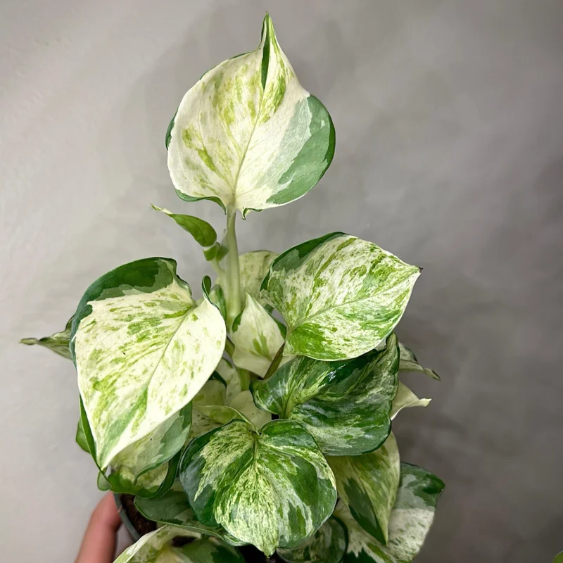 Pothos Manjula Live Plant – 4 inch Potted Houseplant – Indoor - Image 2