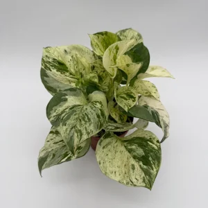 Pothos Manjula Live Plant – 4 inch Potted Houseplant – Indoor - Image 3
