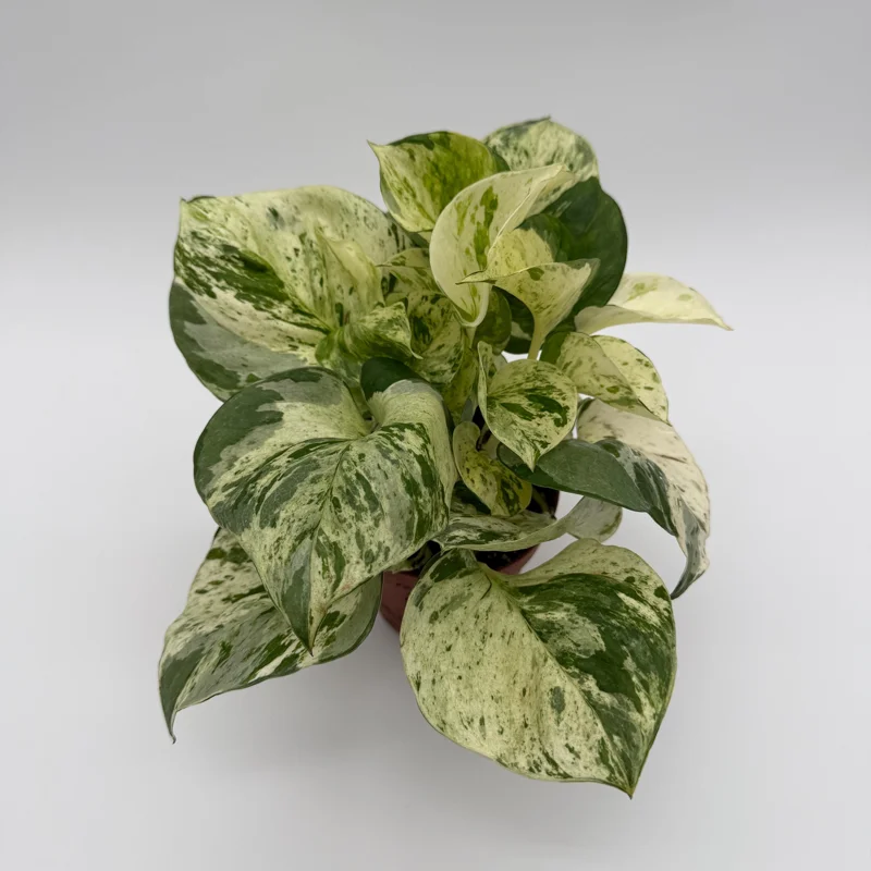 Pothos Manjula Live Plant – 4 inch Potted Houseplant – Indoor - Image 3