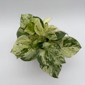 Pothos Manjula Live Plant – 4 inch Potted Houseplant – Indoor - Image 4