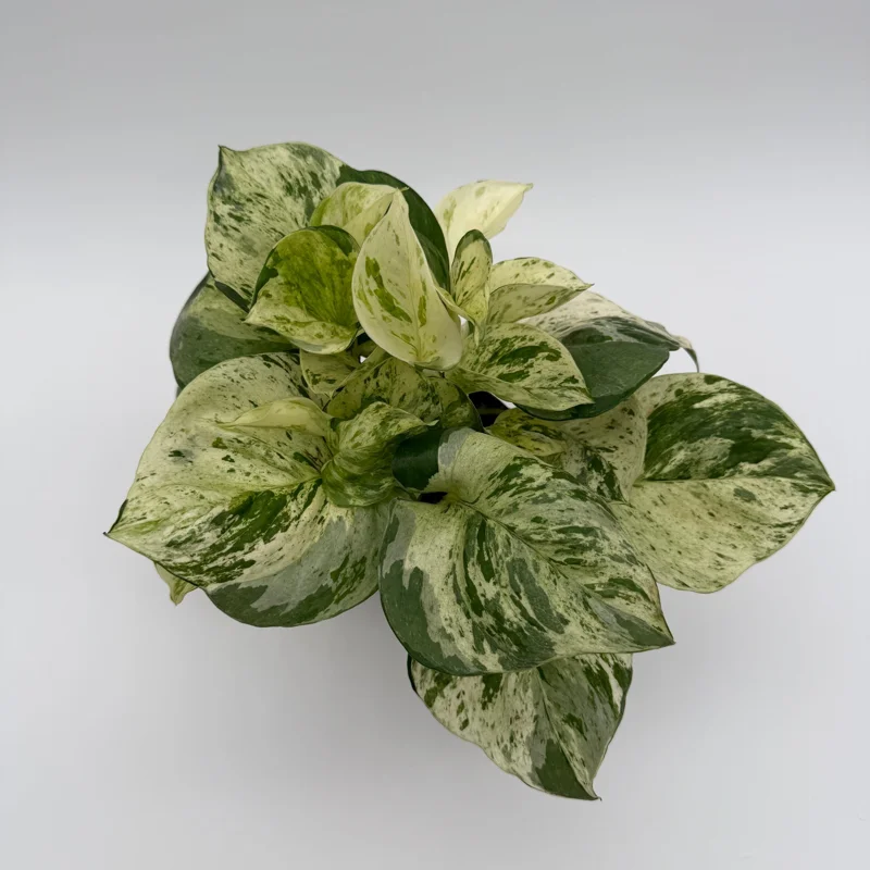 Pothos Manjula Live Plant – 4 inch Potted Houseplant – Indoor - Image 4
