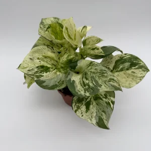 Pothos Manjula Live Plant – 4 inch Potted Houseplant – Indoor - Image 5