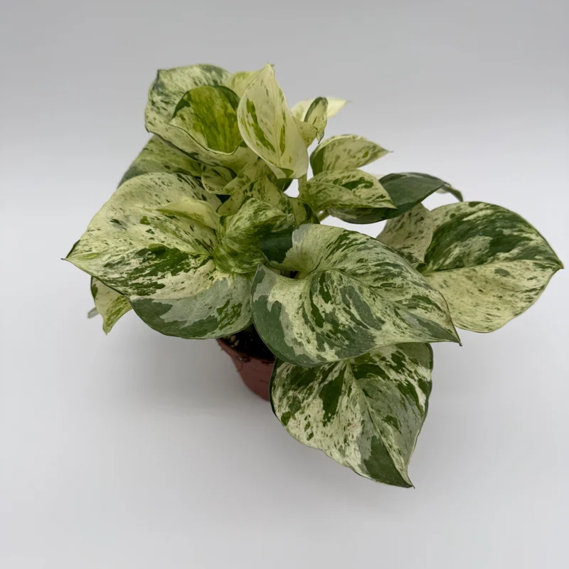 Pothos Manjula Live Plant – 4 inch Potted Houseplant – Indoor - Image 5