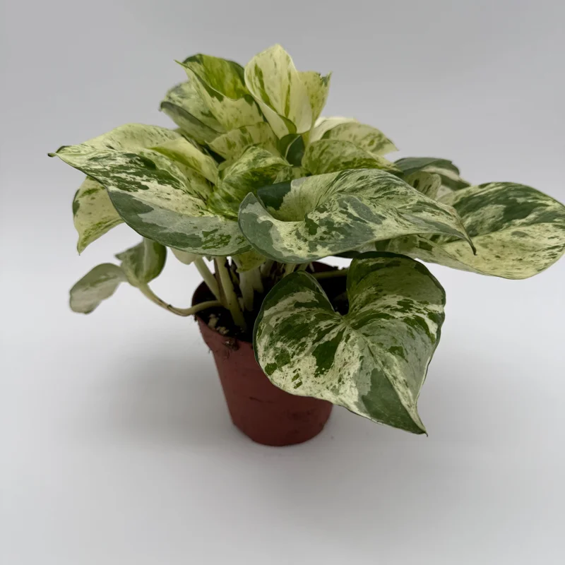 Pothos Manjula Live Plant – 4 inch Potted Houseplant – Indoor - Image 6