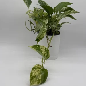 Pothos Marble Queen Live Plant - 6 inch Nursery Pot - Indoor Houseplant - Image 2