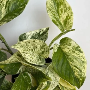 Pothos Marble Queen Live Plant - 6 inch Nursery Pot - Indoor Houseplant - Image 3
