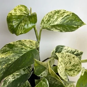 Pothos Marble Queen Live Plant - 6 inch Nursery Pot - Indoor Houseplant - Image 4