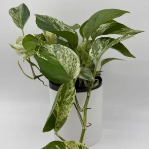Pothos Marble Queen Live Plant - 6 inch Nursery Pot - Indoor Houseplant - Image 5