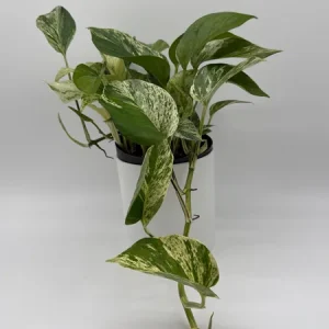Pothos Marble Queen Live Plant - 6 inch Nursery Pot - Indoor Houseplant - Image 6