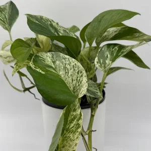 Pothos Marble Queen Live Plant - 6 inch Nursery Pot - Indoor Houseplant - Image 7