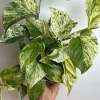 Pothos Marble Queen Live Plant - 6 inch Nursery Pot - Indoor Houseplant - Image 1