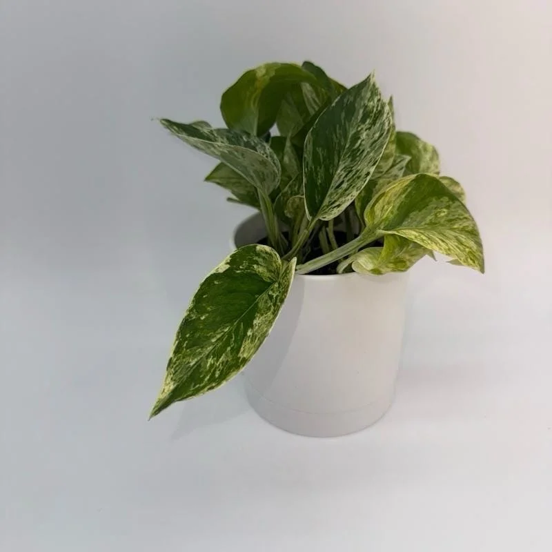 Pothos Marble Queen Live Plant – Variegated Houseplant – 4 inch Pot - Image 2