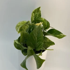 Pothos Marble Queen Live Plant – Variegated Houseplant – 4 inch Pot - Image 3