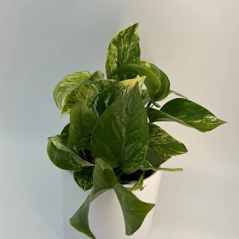 Pothos Marble Queen Live Plant – Variegated Houseplant – 4 inch Pot - Image 3