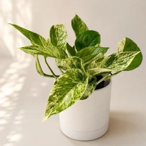 Pothos Marble Queen Live Plant – Variegated Houseplant – 4 inch Pot - Image 1