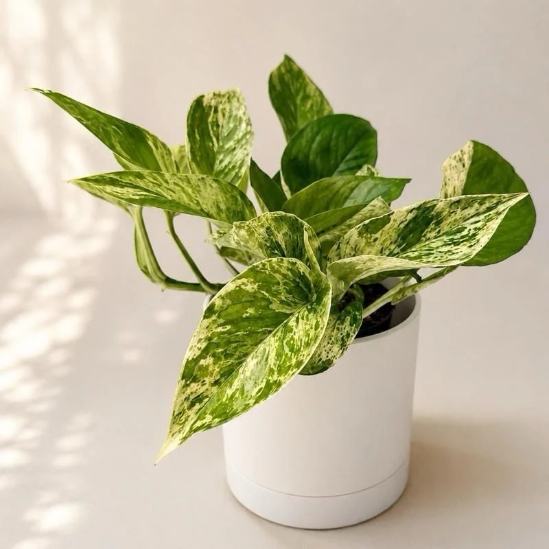 Pothos Marble Queen Live Plant – Variegated Houseplant – 4 inch Pot - Image 1