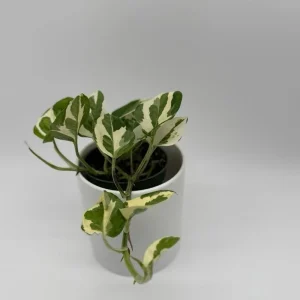 Pothos Mystery Box – 3 Live Indoor Plant Varieties – Easy Care Houseplant - Image 2