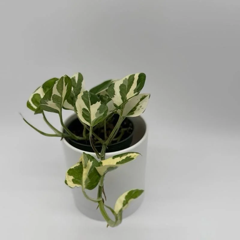 Pothos Mystery Box – 3 Live Indoor Plant Varieties – Easy Care Houseplant - Image 2