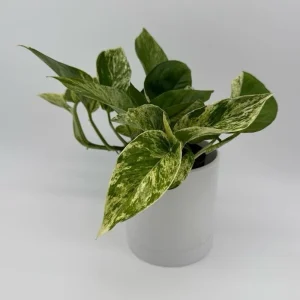 Pothos Mystery Box – 3 Live Indoor Plant Varieties – Easy Care Potted Houseplants - Image 3