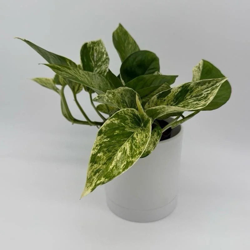 Pothos Mystery Box – 3 Live Indoor Plant Varieties – Easy Care Houseplant - Image 4