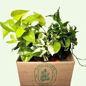 Pothos Mystery Box – 3 Live Indoor Plant Varieties – Easy Care Potted Houseplants - Image 6