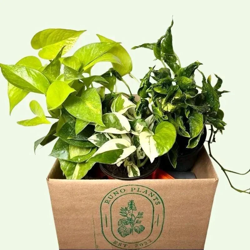 Pothos Mystery Box – 3 Live Indoor Plant Varieties – Easy Care Houseplant - Image 6