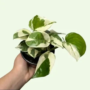 Pothos Mystery Box – 3 Live Indoor Plant Varieties – Easy Care Houseplant - Image 7