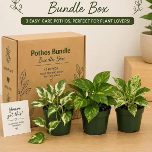 Pothos Mystery Box – 3 Live Indoor Plant Varieties – Easy Care Potted Houseplants - Image 1