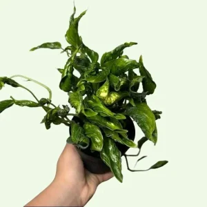 Pothos Mystery Box – 3 Live Indoor Plant Varieties – Easy Care Potted Houseplants - Image 8