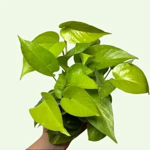 Pothos Mystery Box – 3 Live Indoor Plant Varieties – Easy Care Houseplant - Image 9