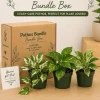 Pothos Mystery Box – 3 Live Indoor Plant Varieties – Easy Care Houseplant - Image 1