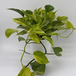 Pothos Neon Queen Live Plant – 6 inch Pot – Rare Indoor Houseplant - Image 2