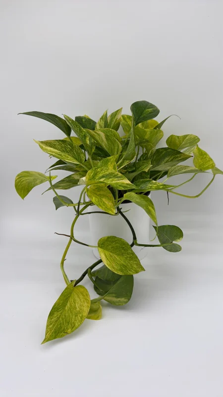 Pothos Neon Queen Live Plant – 6 inch Pot – Rare Indoor Houseplant - Image 2