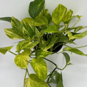 Pothos Neon Queen Live Plant – 6 inch Pot – Rare Indoor Houseplant - Image 3